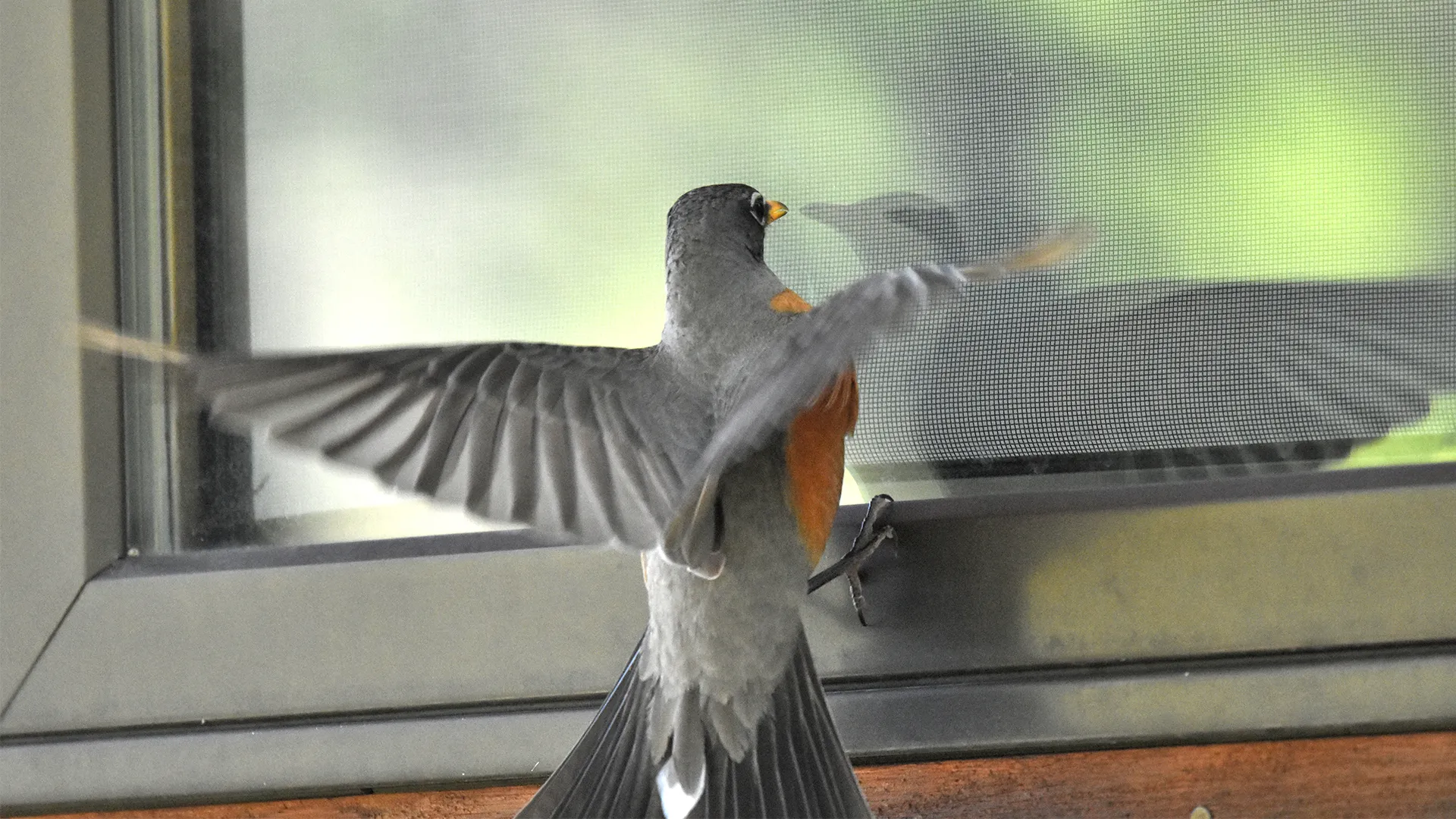 Bird collision with window